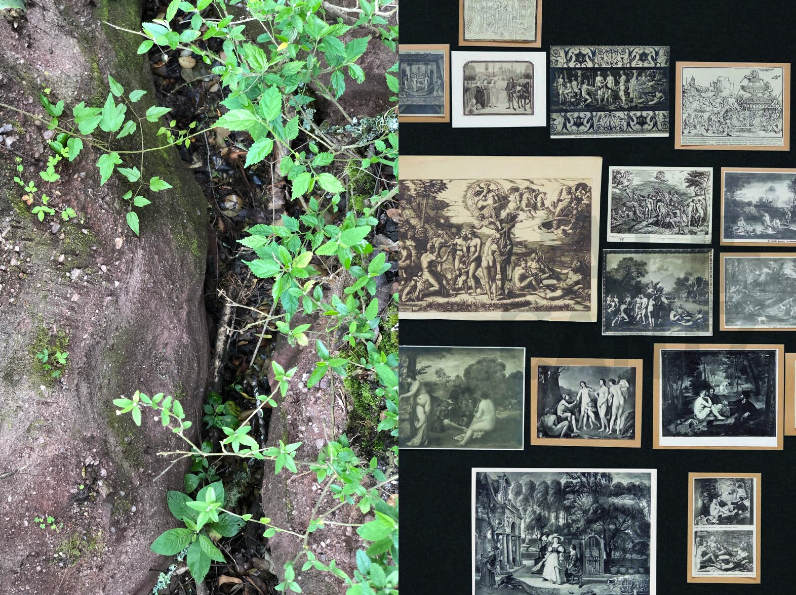 Díptico de una fisura vegetal y un montaje de imágenes históricas